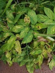 Aegopodium podagraria