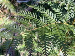 Pteridium esculentum