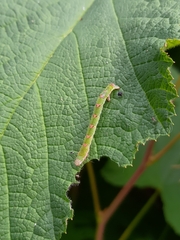 Mesoleuca albicillata
