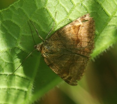 Euclidia glyphica