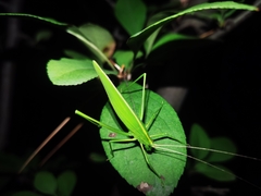 Ducetia japonica