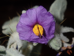 Solanum lasiophyllum