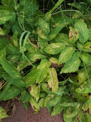 Aegopodium podagraria