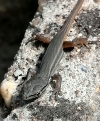 Psammodromus algirus