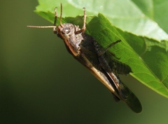 Aiolopus strepens