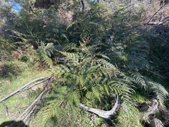 Pteridium esculentum