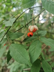Euonymus verrucosus