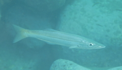 Dinolestes lewini