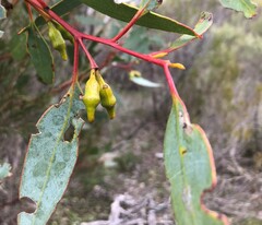 Eucalyptus incrassata