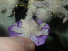 Solanum lasiophyllum