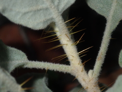 Solanum lasiophyllum