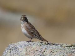 Eremophila alpestris
