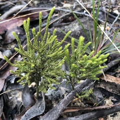 Lycopodium deuterodensum
