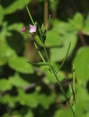 Epilobium parviflorum