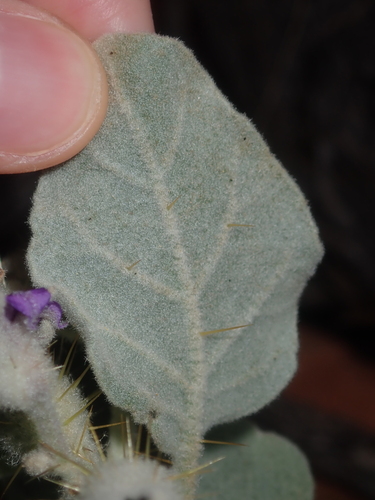 Image of Flannel Bush (Solanum lasiophyllum) by (c) Thomas Mesaglio, some rights reserved (CC BY)