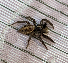 Plexippus paykulli