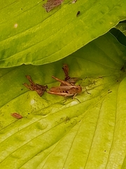 Gomphocerippus rufus