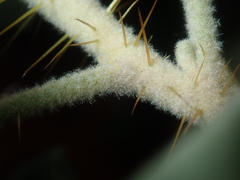 Solanum lasiophyllum