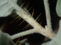Solanum lasiophyllum