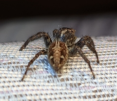 Plexippus paykulli