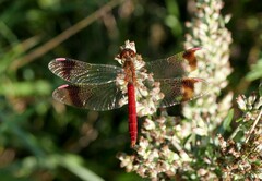 Sympetrum pedemontanum