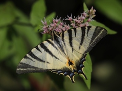 Iphiclides podalirius