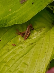 Gomphocerippus rufus