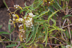 Heliotropium messerschmidioides