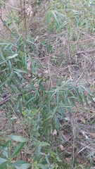 Eucalypteae