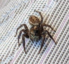 Plexippus paykulli