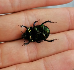 Sericotrupes niger