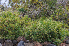 Heliotropium messerschmidioides