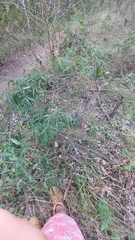 Eucalypteae