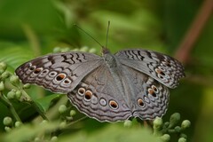 Junonia atlites