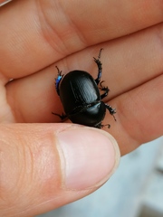 Sericotrupes niger