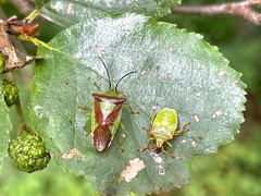 Acanthosoma haemorrhoidale