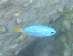 Pomacentrus coelestis