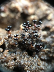 Metatrichia