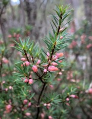 Brachyloma ericoides