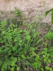 Pilosella novosibirskensis