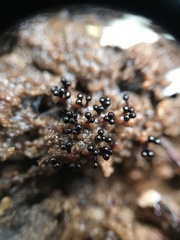 Metatrichia