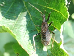 Himacerus apterus