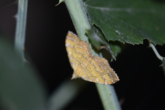 Camptogramma bilineata