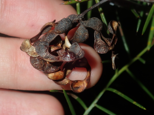 Image of Acacia acuaria by (c) Thomas Mesaglio, some rights reserved (CC BY)