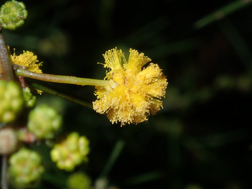 Image of Acacia acuaria by (c) Thomas Mesaglio, some rights reserved (CC BY)