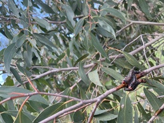 Symphyta