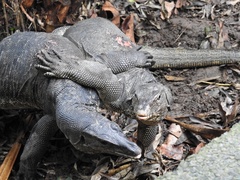 Varanus salvator macromaculatus