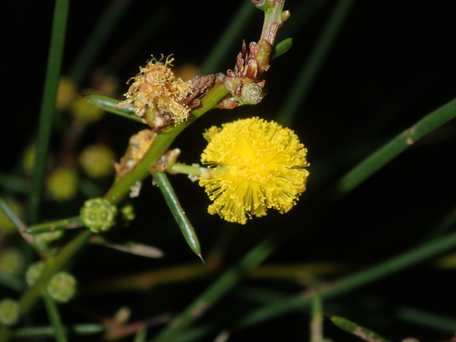 Image of Acacia acuaria by (c) Thomas Mesaglio, some rights reserved (CC BY)