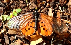Acraea horta