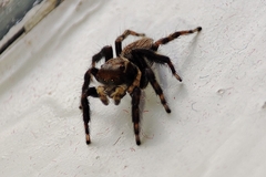Maratus griseus